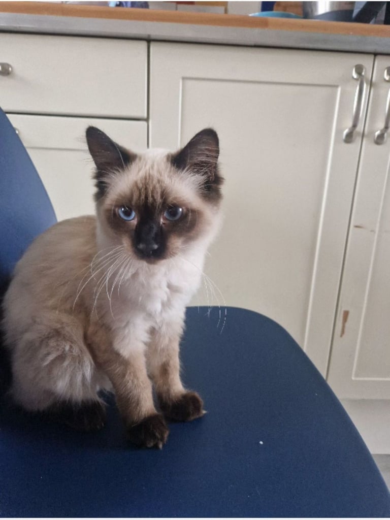 Beautiful fluffy mix Ragdoll