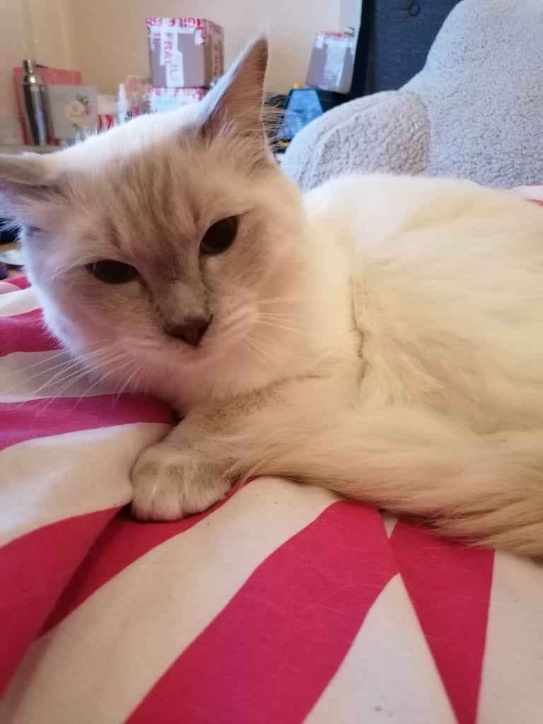 Lilac male ragdoll 