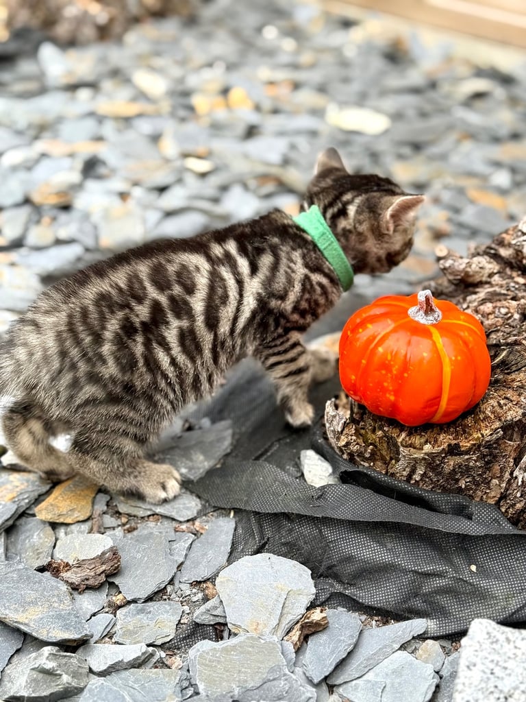 Beautiful Bengal Kittens 