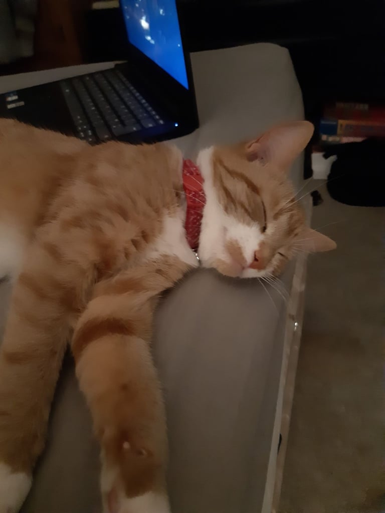 Ginger cat 
