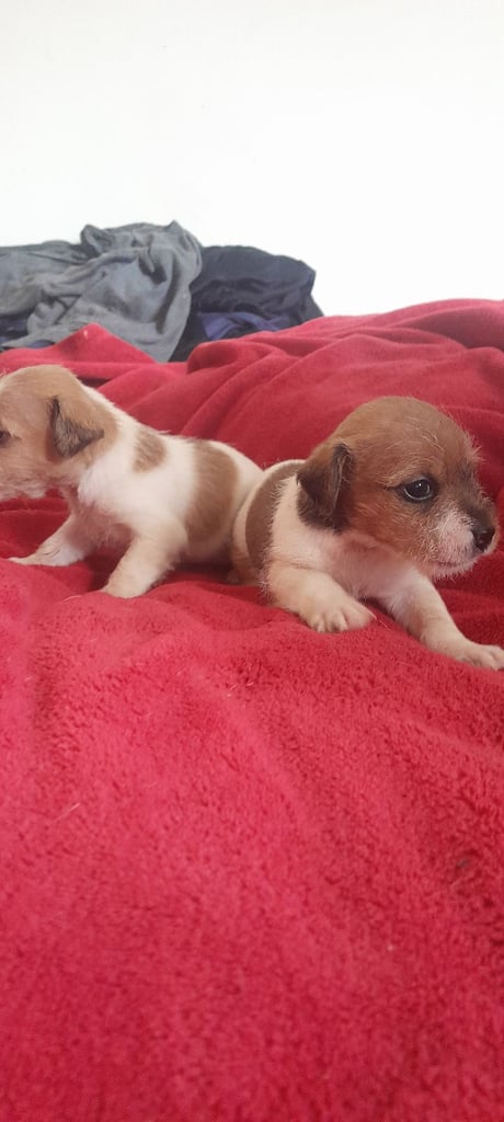 Dogs Puppies for Sale in London Gumtree