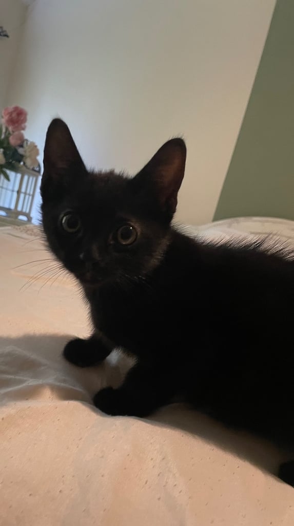 Beautiful Kittens for sale