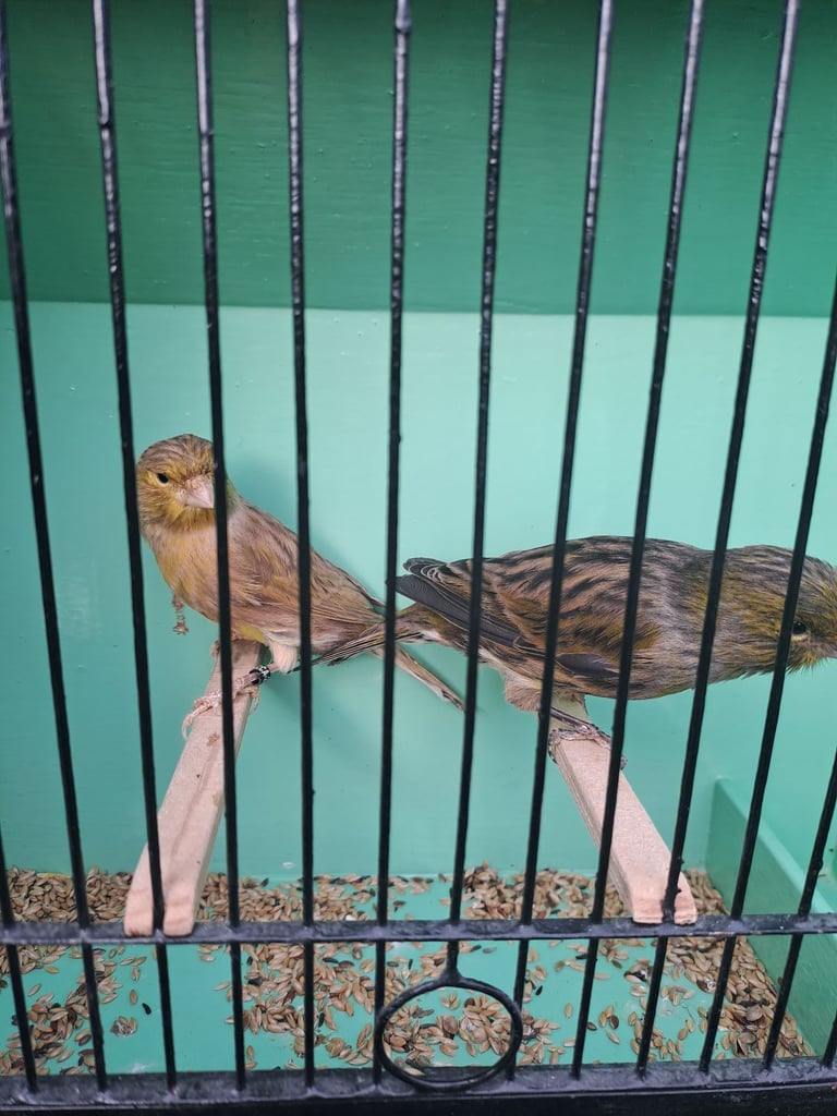 Colour canaries 