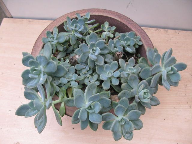 Echeveria or Ghost Plant in large terracota pot