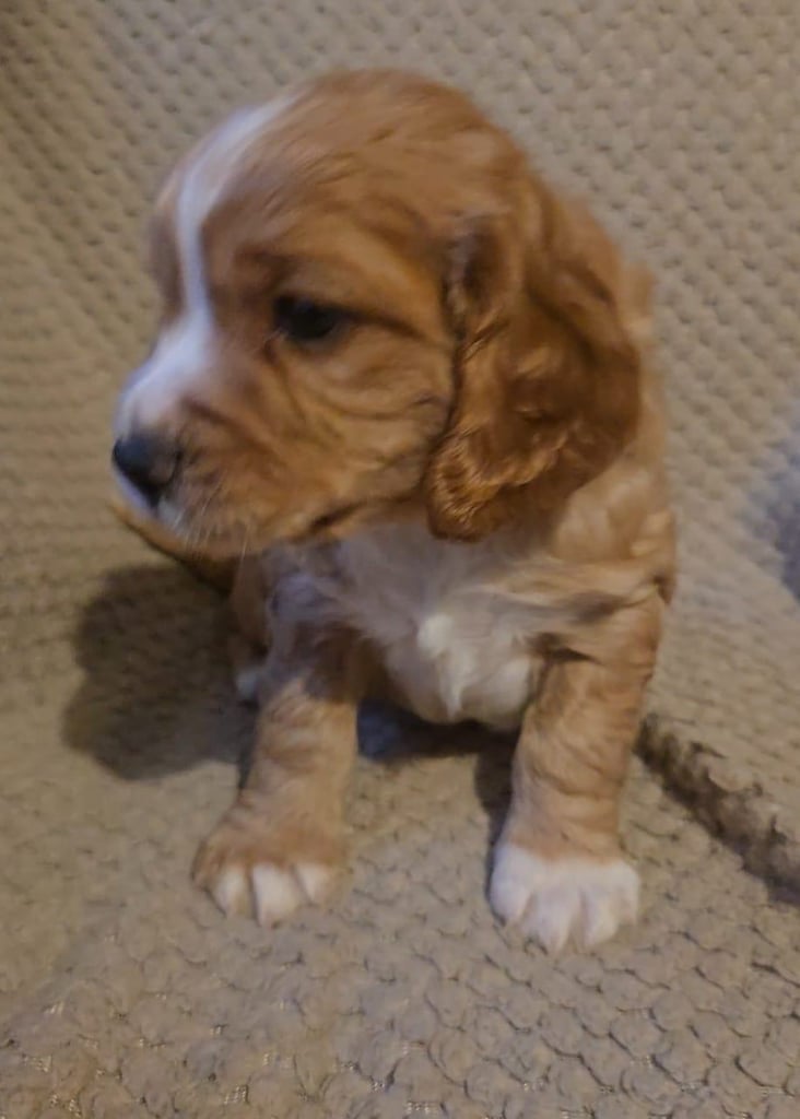 2 beautiful Cocker Spaniel boys for sale