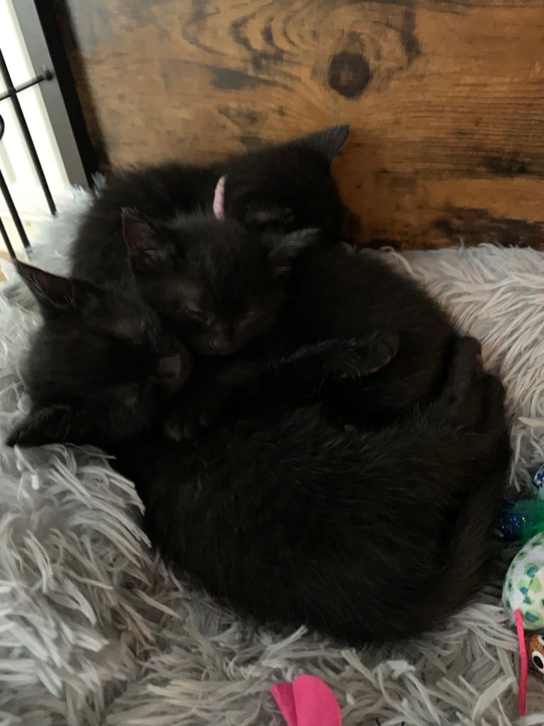 image for Russian Blue x Girls READY NOW