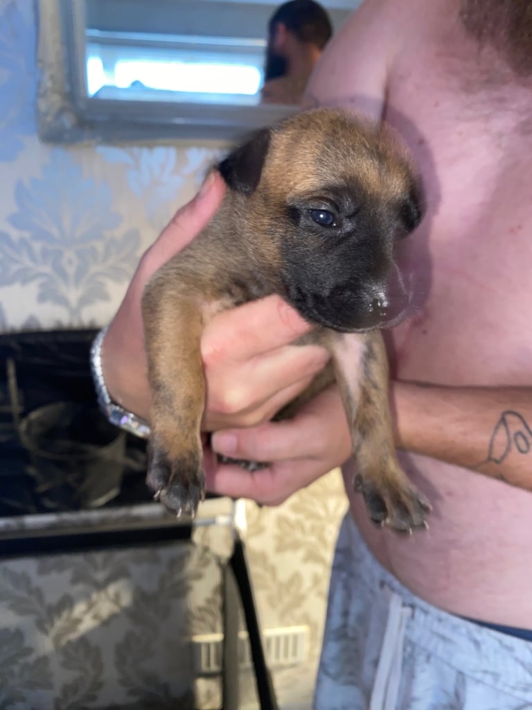 Belgium malinois x bull lurcher puppy’s 