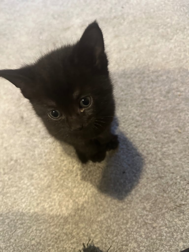 Beautiful Black Tabby 