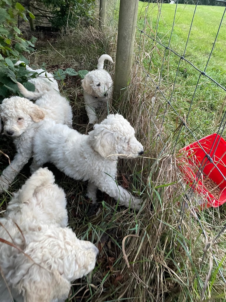 Standard poodle - update - last girl and 3 boys 