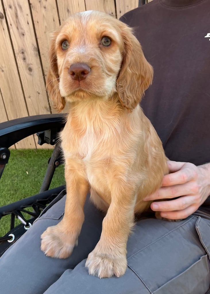 Cocker Spaniel Esra Springer Spaniel Rescue Lincolnshire Sprocker