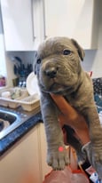 Cane corso puppies may consider monthly payment to the right person to