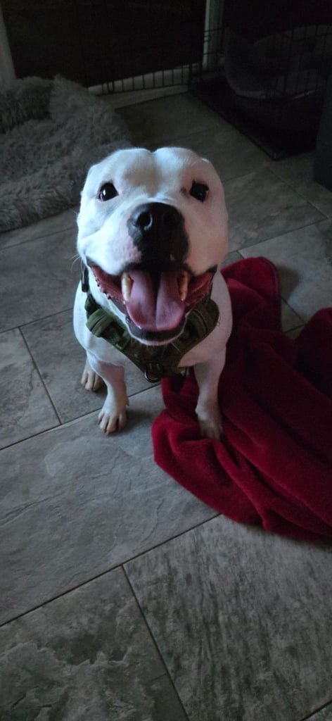 image for Male Staffy for sale