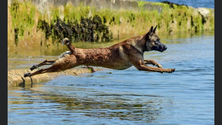 Belgian Malinois Belgium shepard Dutch Herder Dutch Shepard KNPV PSA