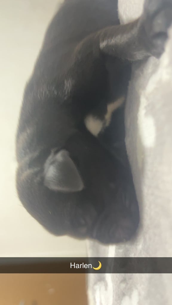 Lab x staffie pups 