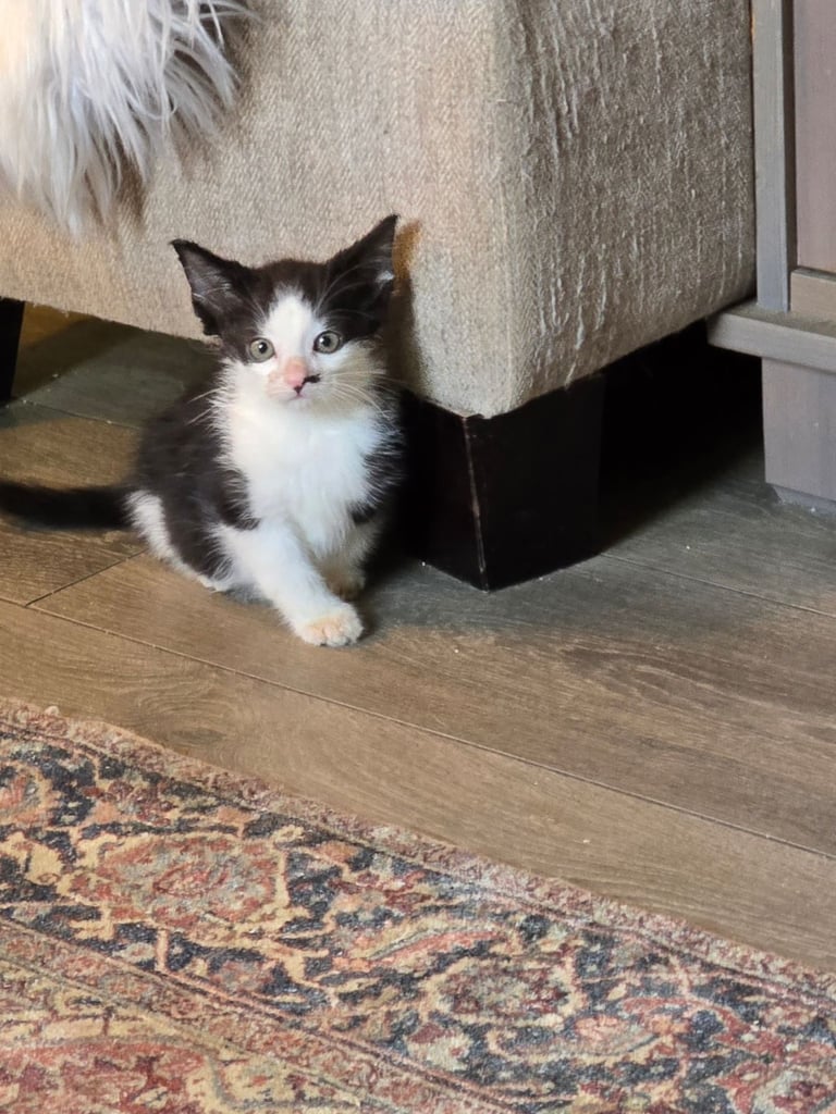 2 Beautiful kittens 
