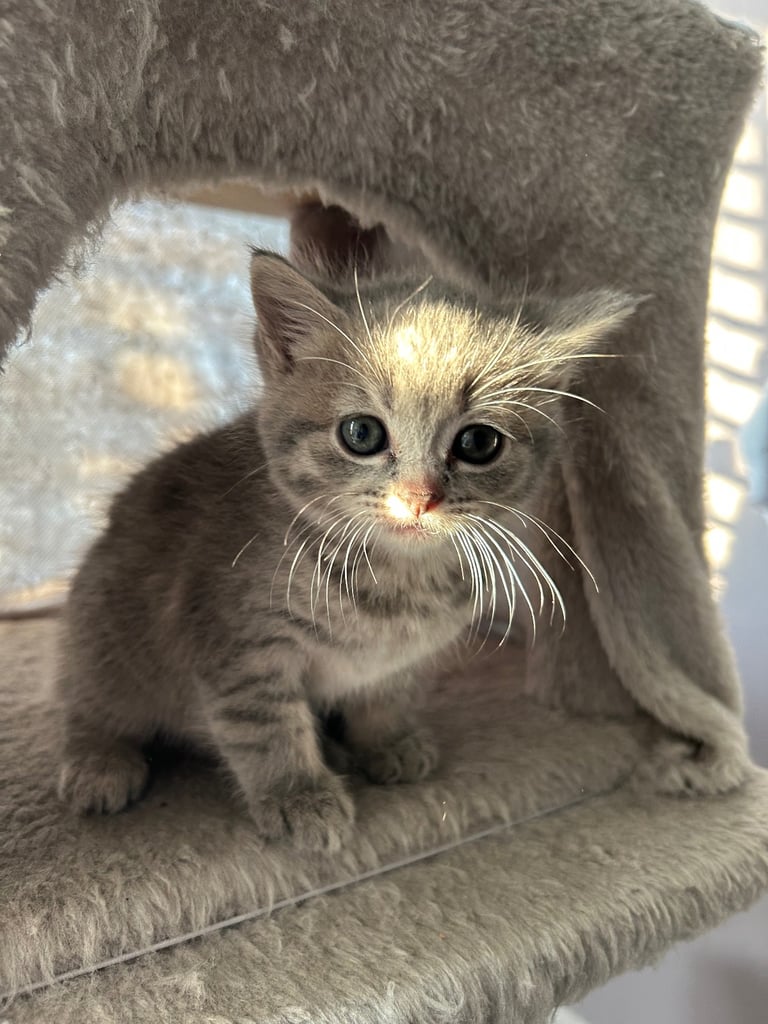 Only 2 black kittens left  READY TO LEAVE 