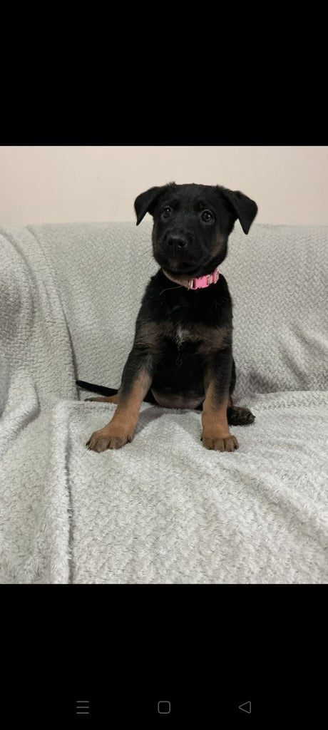 6 adorable Belgian malinois puppy's for sale 