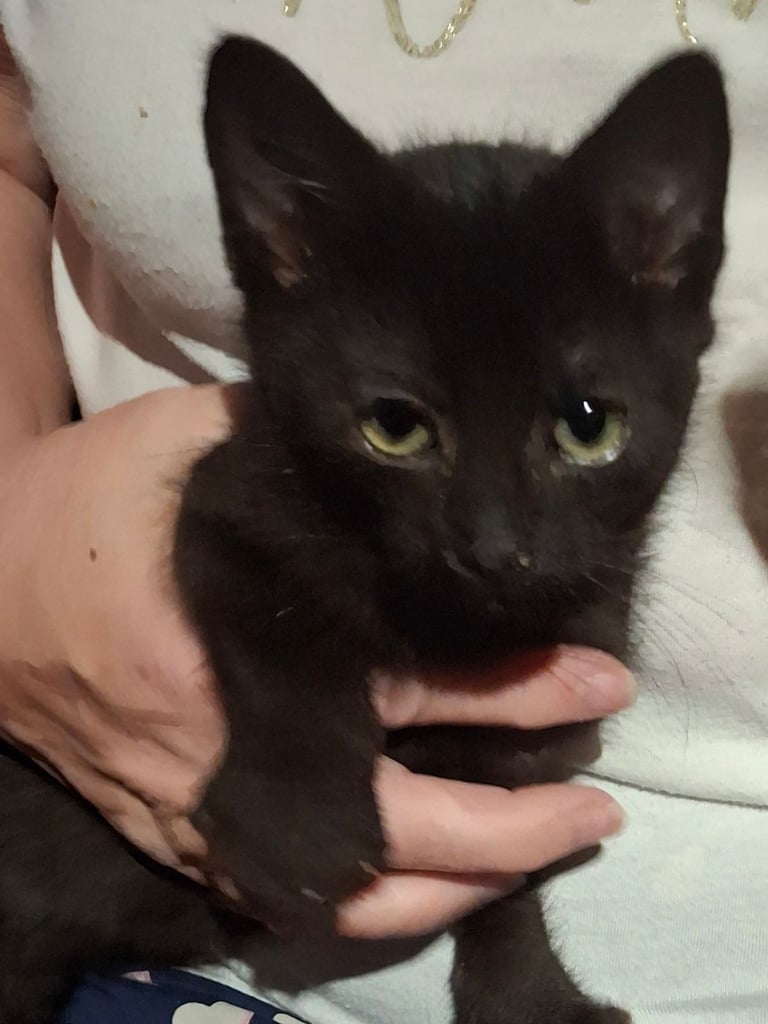 Kittens
