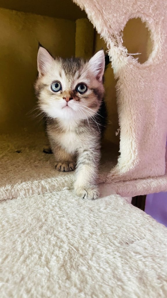 British Shorthair girls and boy looking for a new home