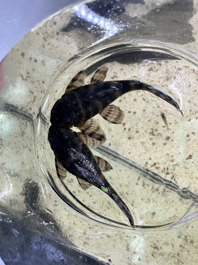 L397 Alenquer Pleco Fish breeding pairs x2 