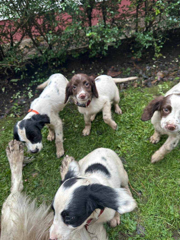 Springer spaniel pups 