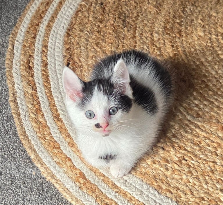Beautiful Ragdoll x shorthaired kittens