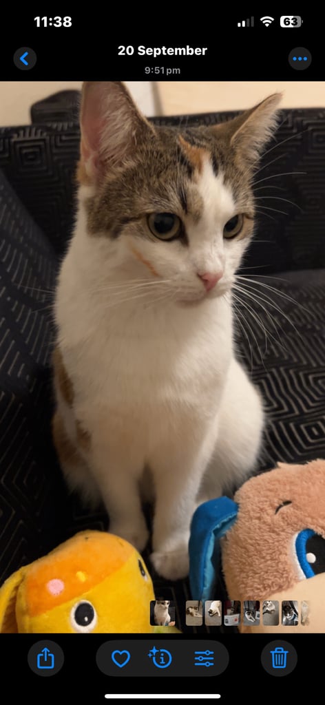 Mixed breed female cat