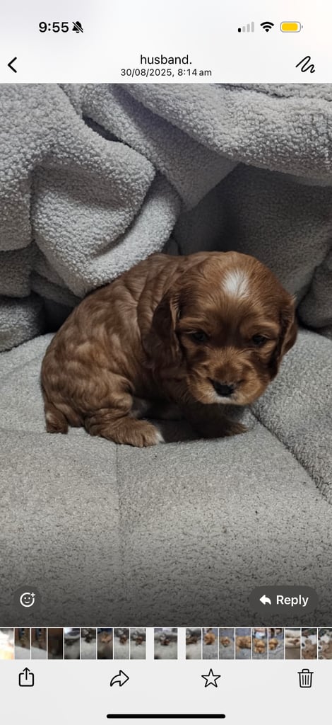 Ready to go! 1 beautiful show cocker spaniel for sale