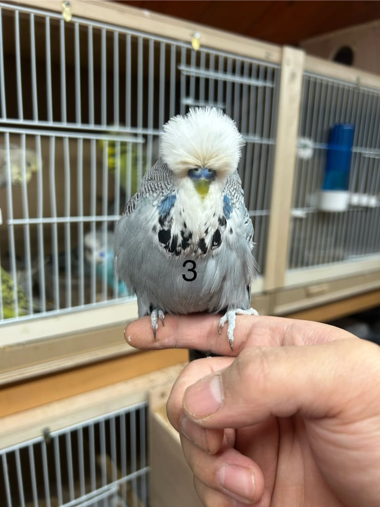 Budgies Hand Tamed 