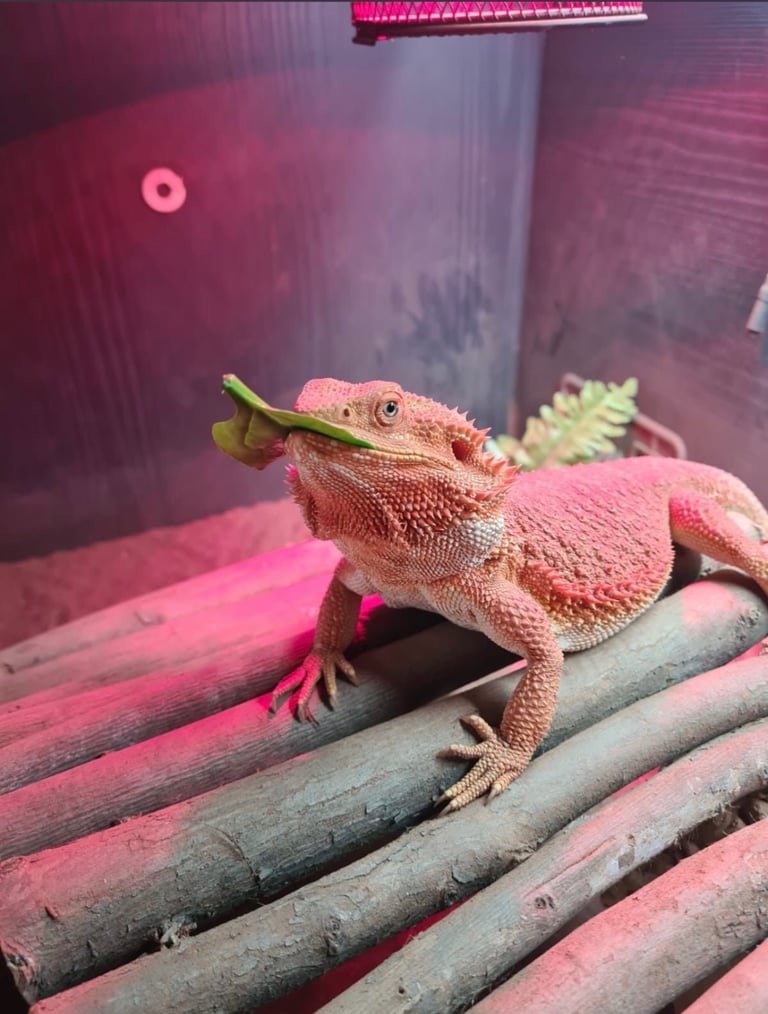 RARE BEARDED DRAGON FULL SETUP