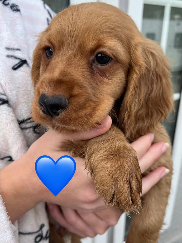 Cocker spaniel pups