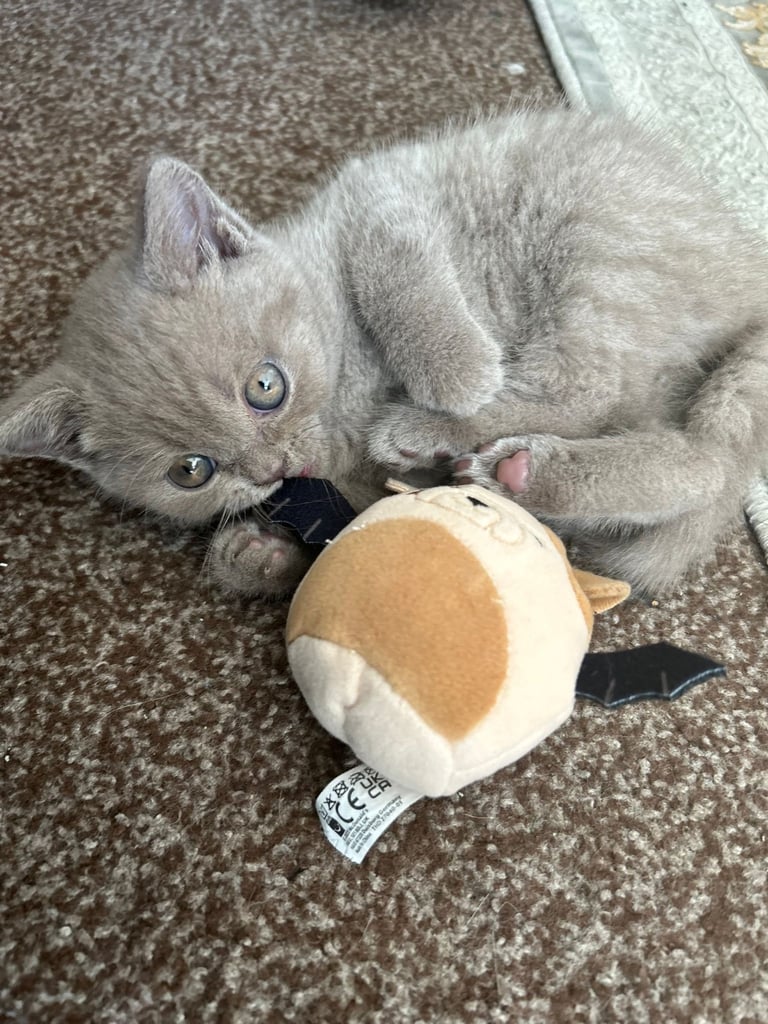 British shorthair kittens 