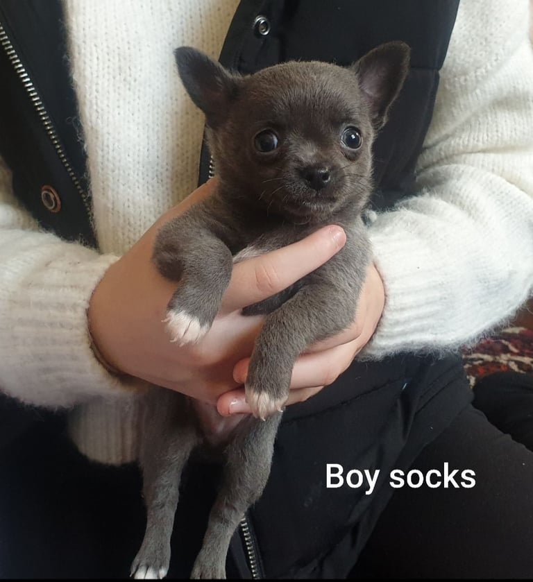 Pure Chihuahua lilac pupies