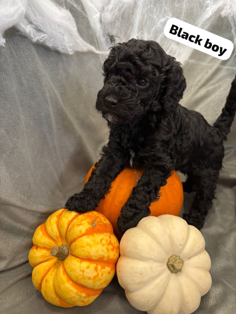 CAVAPOOCHON PUPPIES!!