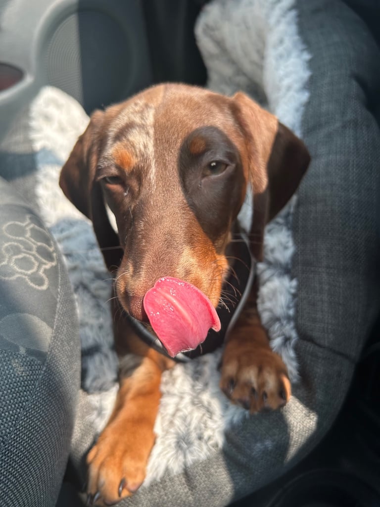 Boy miniature dachshund 