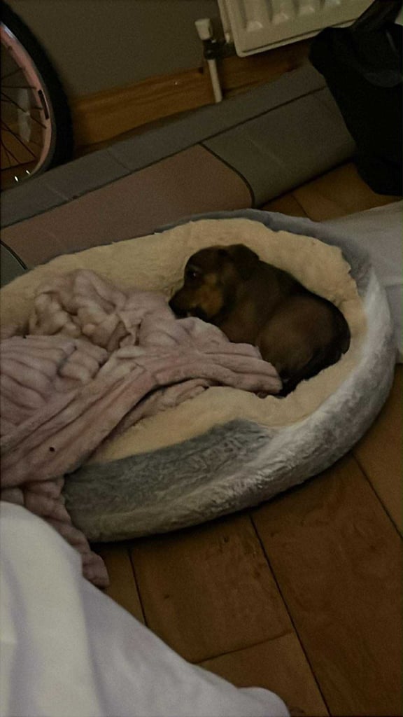 Miniature jack Russell 