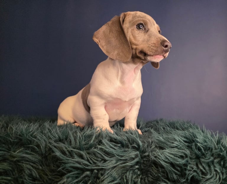 KC Registered Dachshund Puppies