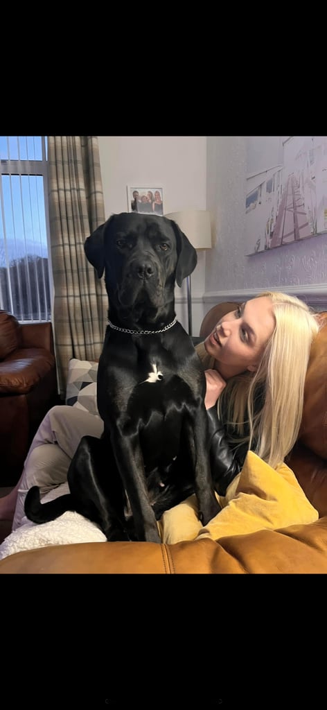 Cane corso pups cross 