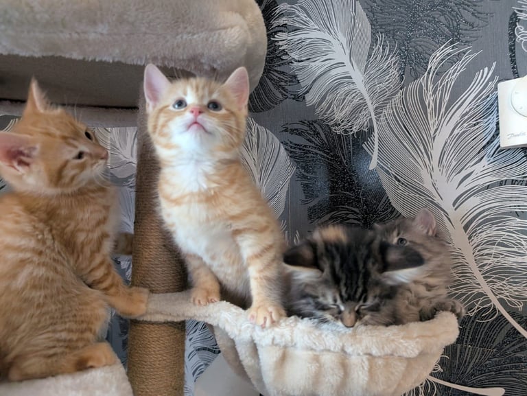 Kittens for sale 