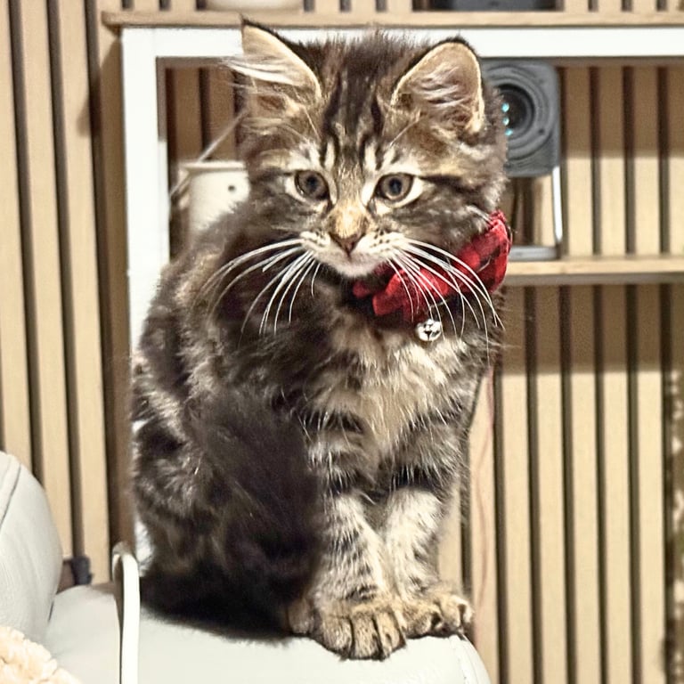 Stunning Ragamuffin X Main Coon Kittens