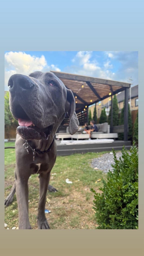 Great Dane grey 11 months