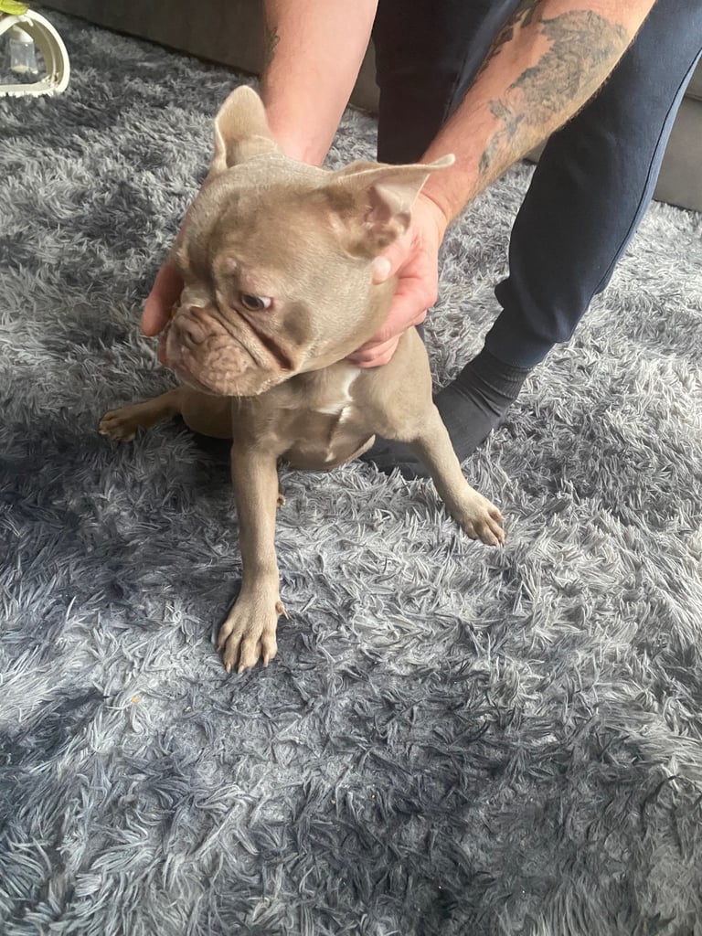 image for French bulldog puppy 