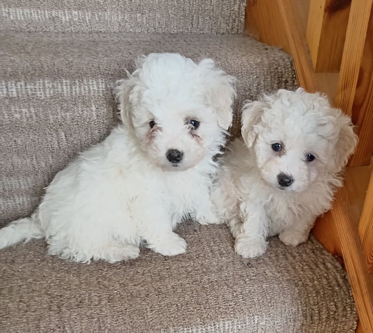 Bichon Frise