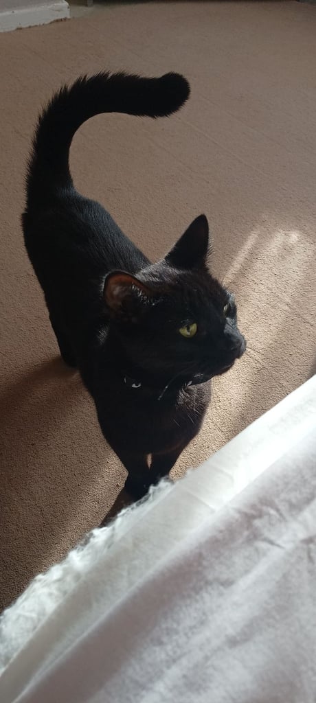 3 year old mate cat chipped and neauted 