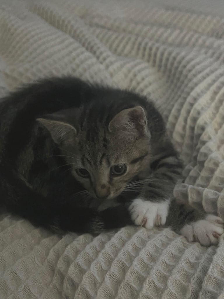 2x kittens