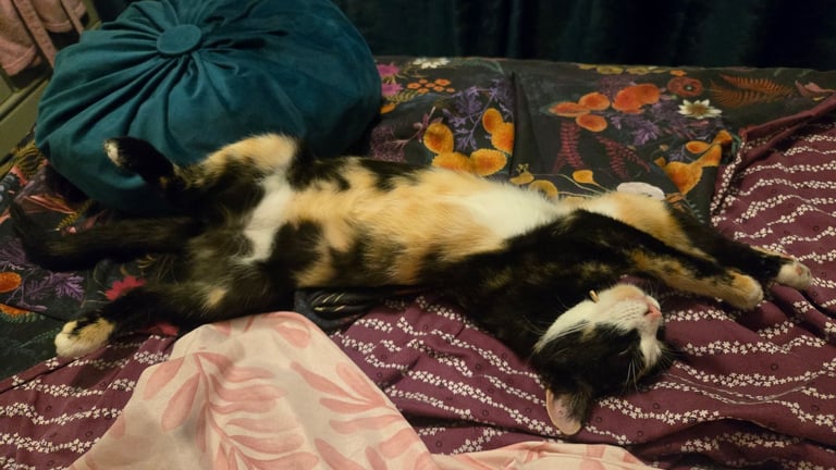 Calico Female Cat – 1 Year Old Responsible Rehoming