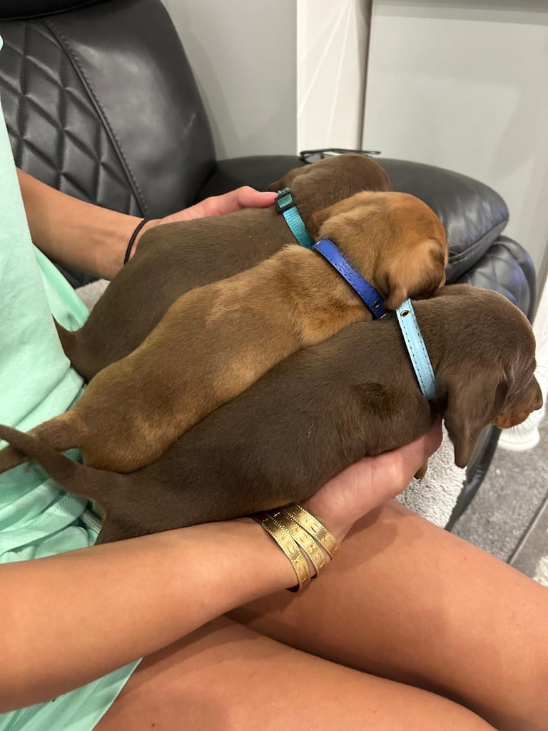 Miniature Dash hounds puppies for sale
