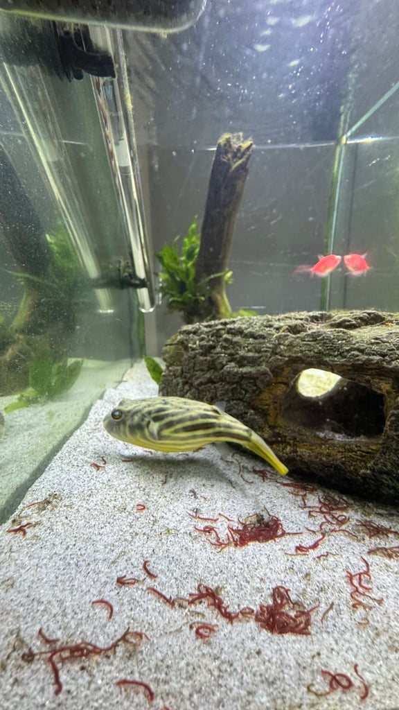 image for Fish for sale