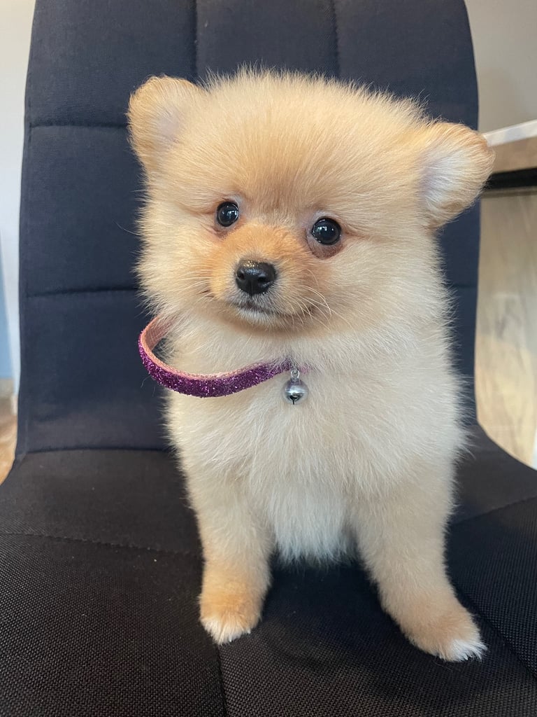 Beautiful Pomeranian puppies ready to go 