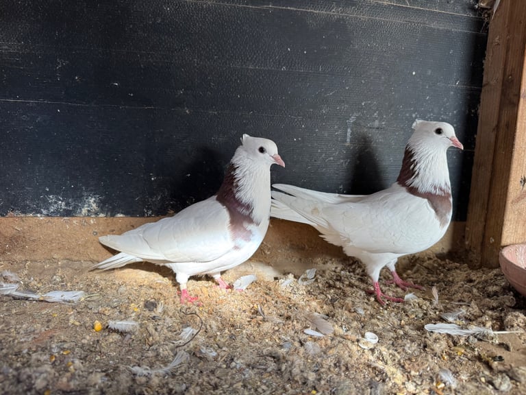 Iranian Pigeons For Sale